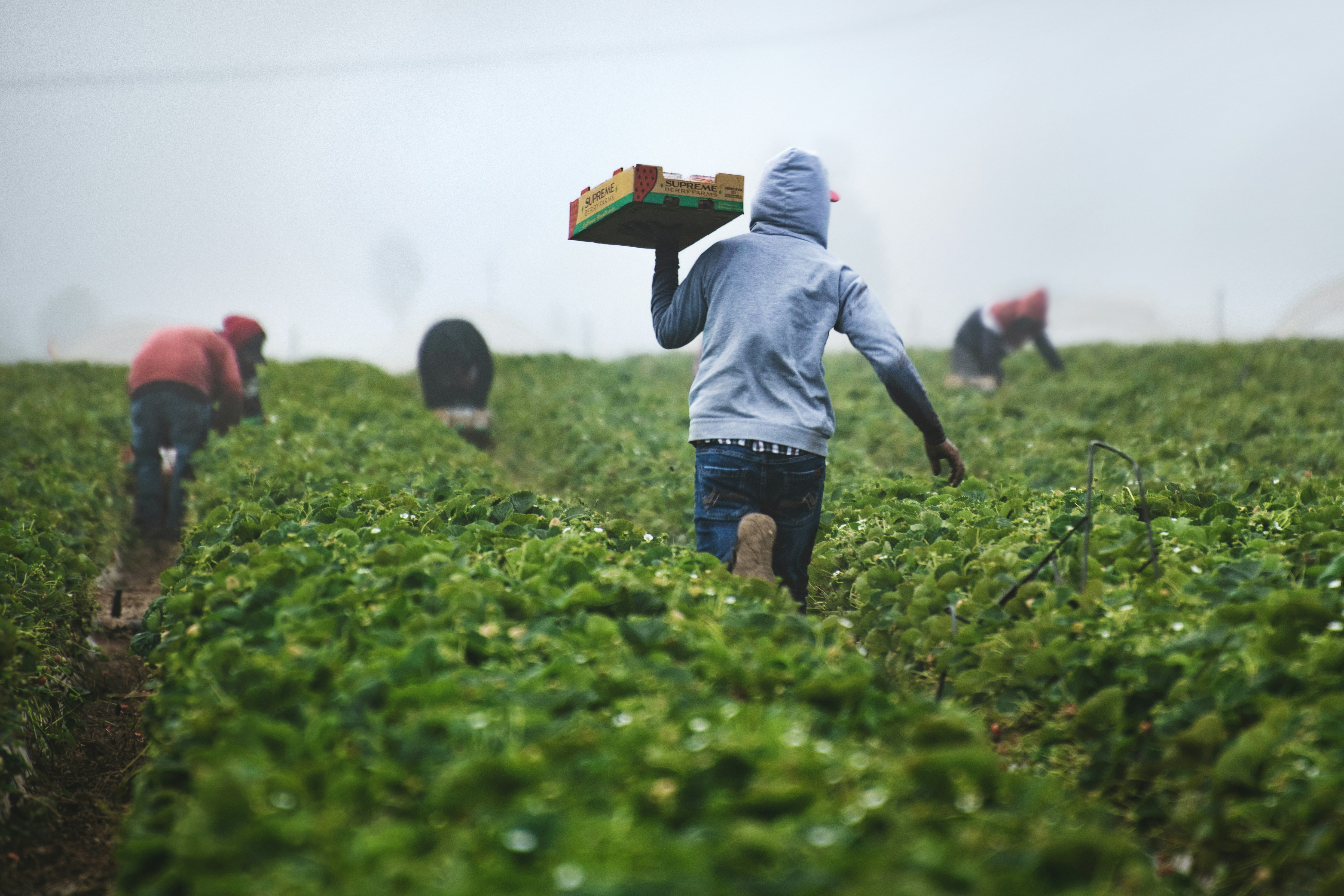 Farm workers harvesting in green fields