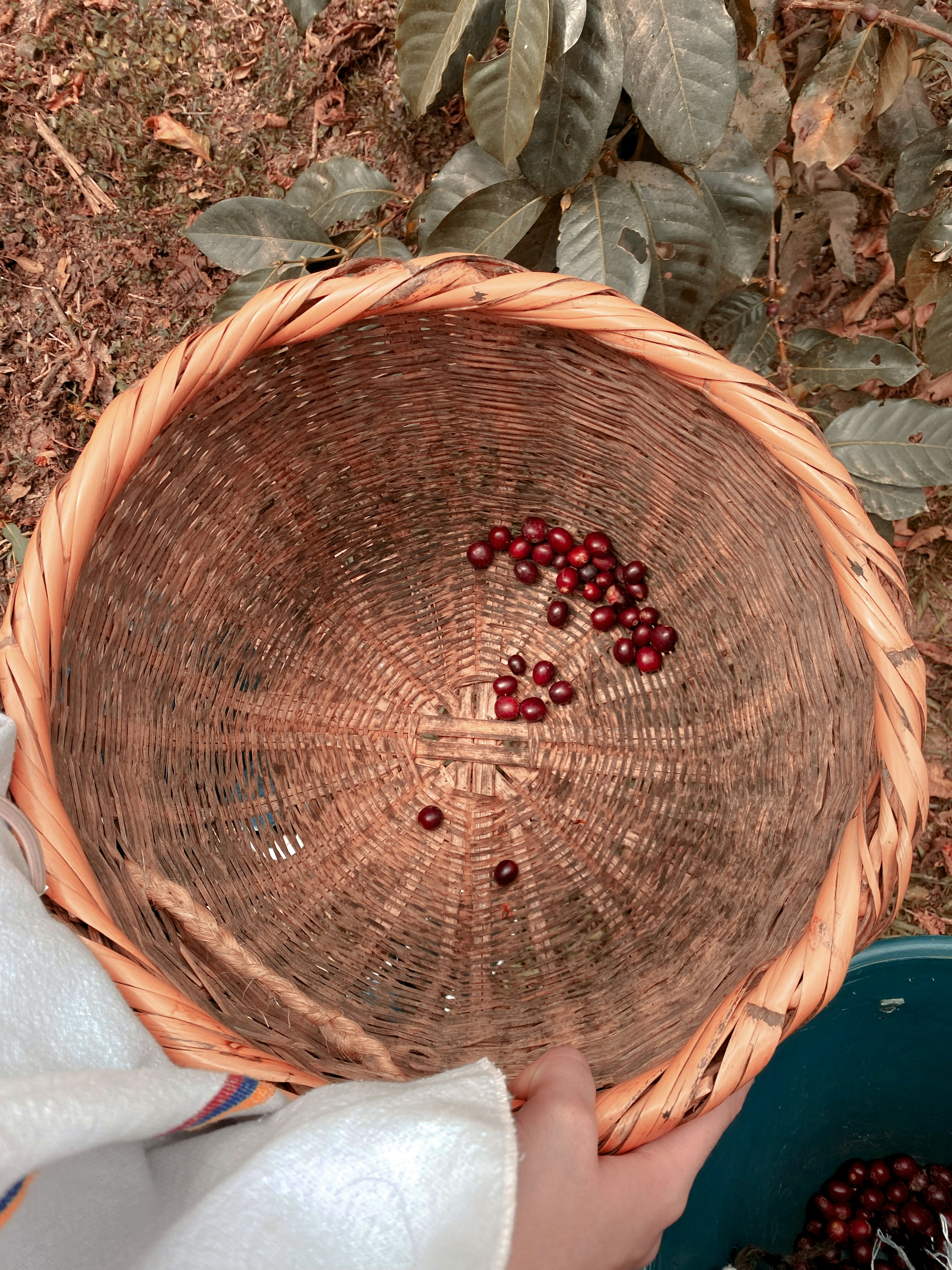 Coffee cherries freshly harvested in traditional basket